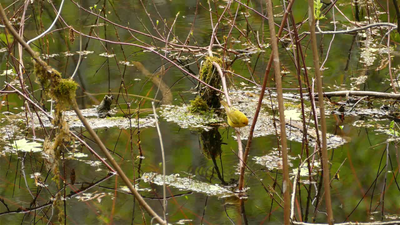 pequeña y linda curruca amarilla americana, setophaga petequia posada en una ramita sacada del lago pantanoso con un hermoso reflejo de agua y volando al final, disparo estático de aves silvestres