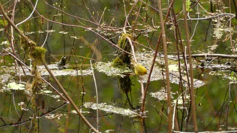 Niedliche-Kleine-Weibliche-Amerikanische-Gelbe-Trällerer,-Setophaga-Petechia,-Die-Auf-Einem-Zweig-Hocken,-Der-Aus-Dem-Sumpfigen-See-Mit-Schöner-Wasserreflexion-Herausragt-Und-Am-Ende-Abfliegt,-Statischer-Wildvogelschuss