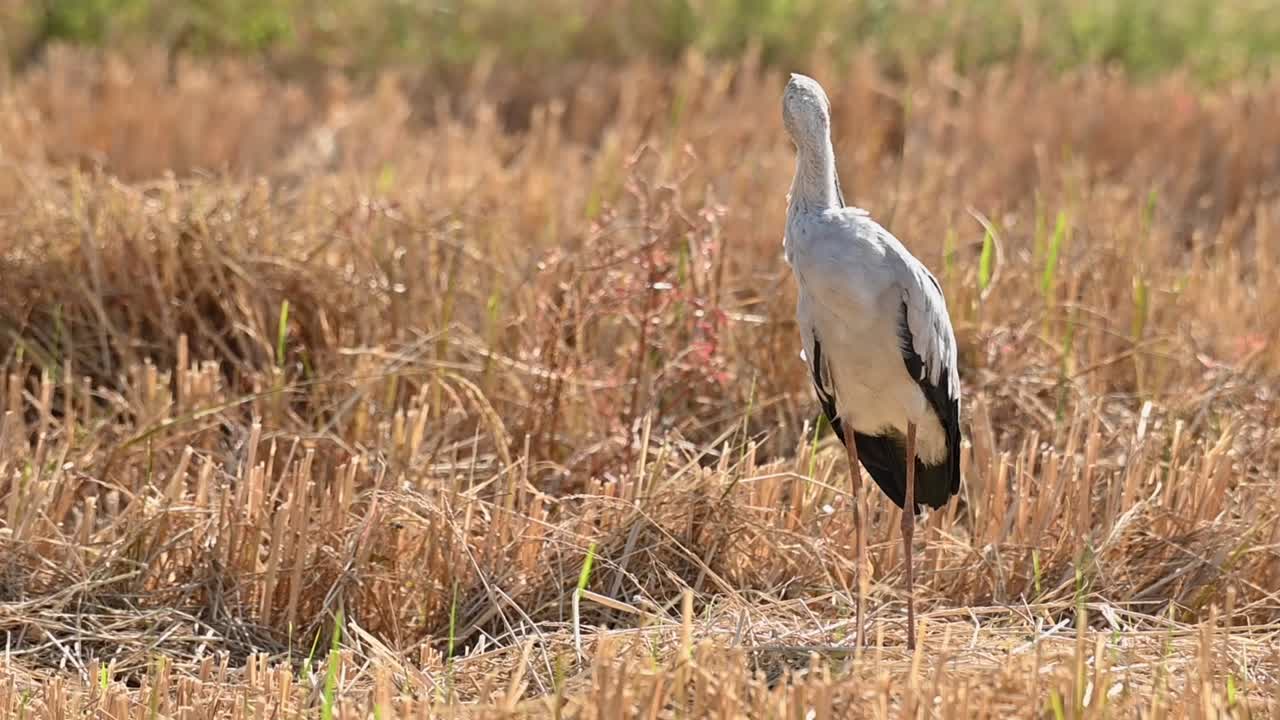 아시아 openbill 황새, anastomus oscitans, nakhon nayok, 태국