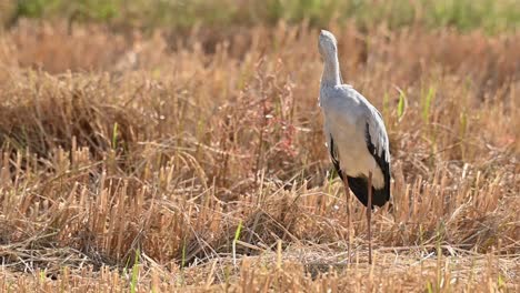 asian openbill stork, anastomus oscitans, nakhon nayok, thailand