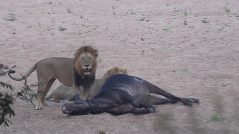 two male lions by buffalo kill on sandy ground in south africa, wide