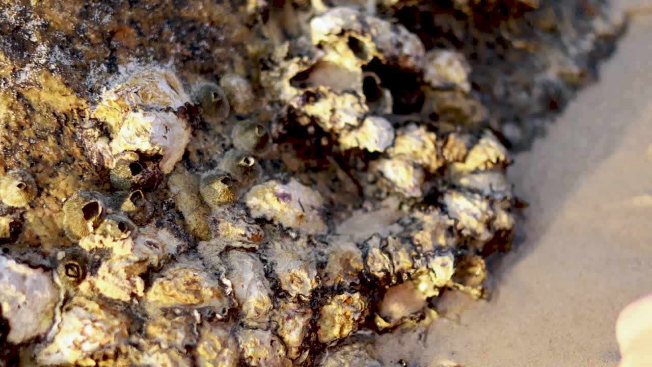 Hands interact with barnacle-covered rocks on a sunlit beach in Phuket, Thailand, highlighting marine life and natural textures