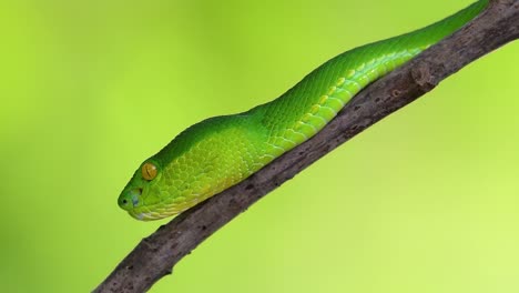 the white-lipped pit viper is a venomous pit viper endemic to southeast asia and is often found during the night waiting on a branch or limb of a tree near a body of water with plenty of food items