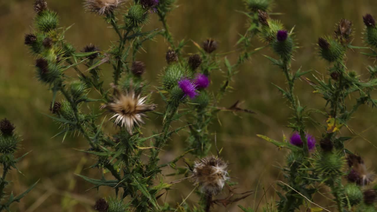 las flores de cardo púrpura se mueven suavemente en el viento