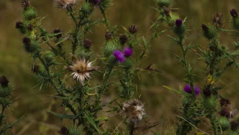 Purple thistle flowers gently moving in wind