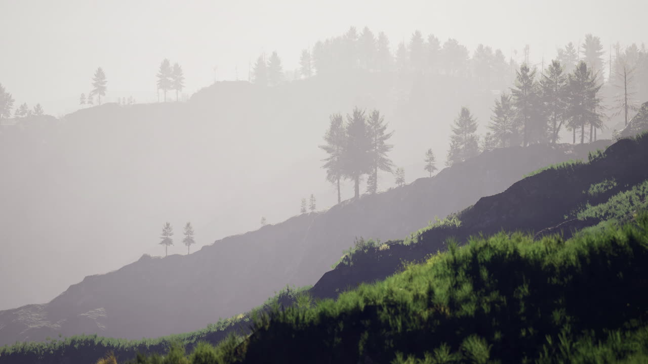 Misty morning landscape with pine trees and green hills in soft light