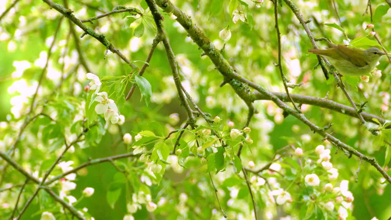 A Philadelphia Vireo feeds among the white blossoms of an apple tree.