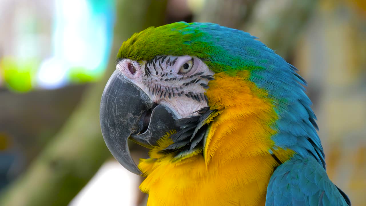 파란색과 노란색의 아카오 무새