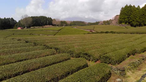 rising aerial reveal of beautiful green tea fields and cloudy mount fuji