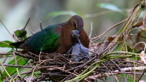 The-Common-Emerald-Dove-is-common-to-Asian-countries-and-it's-famous-for-its-beautiful-emerald-coloured-feathers