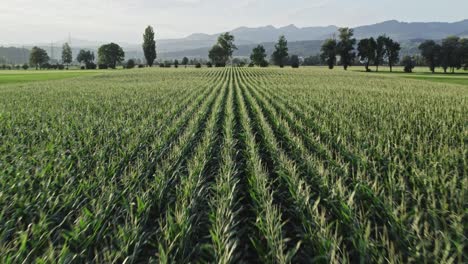 cinematic flyover of maize plantation, low altitude