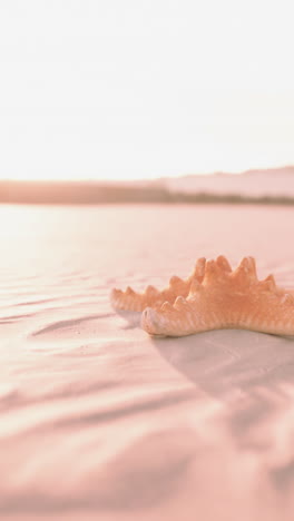 starfish on the sity beach