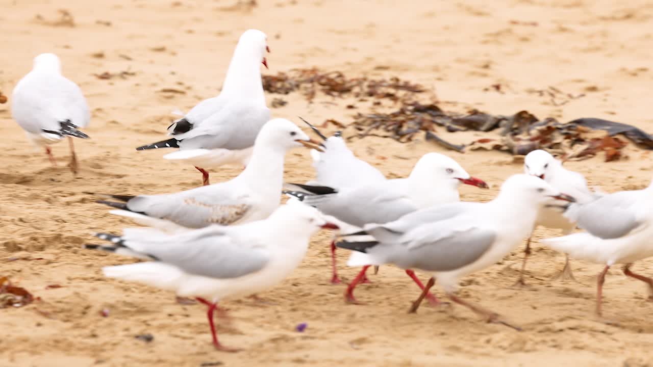 Red-billed gulls gather and interact on a sandy beach. Natural lighting highlights their dynamic movements and social behavior