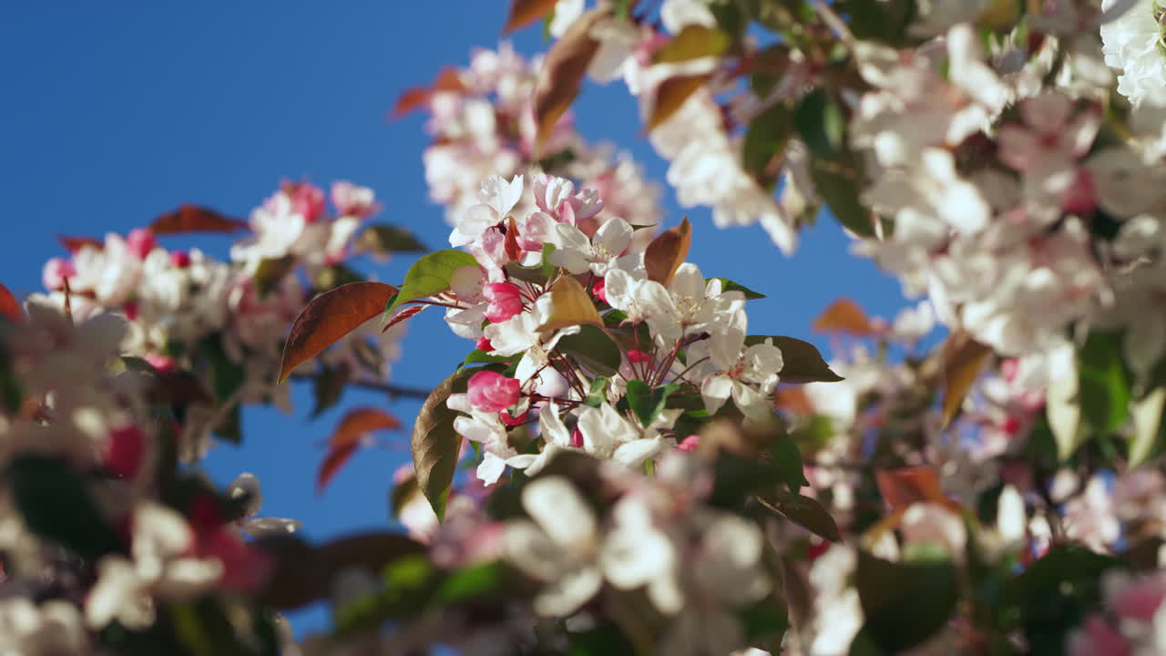 Apple blossoming against idyllic blue sky in closeup. Tree flowers blooming.