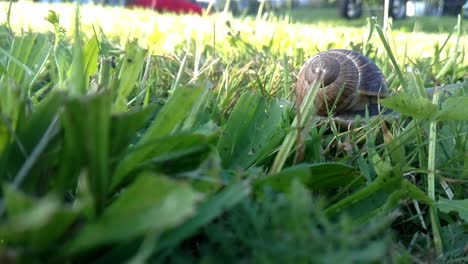 Time-lapse-of-traveling-big-snail