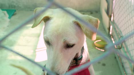 Shelter-dog-behind-fence-waving-tail---slow-motion