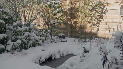 motion shot of snow in a garden