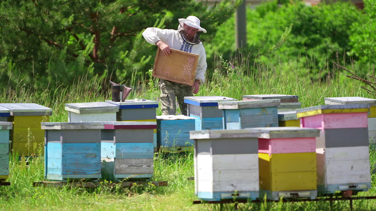 Apiarist working on a farm. Professional beekeeper looks after the bees on apiary on green nature background. Many beehives in the countryside.
