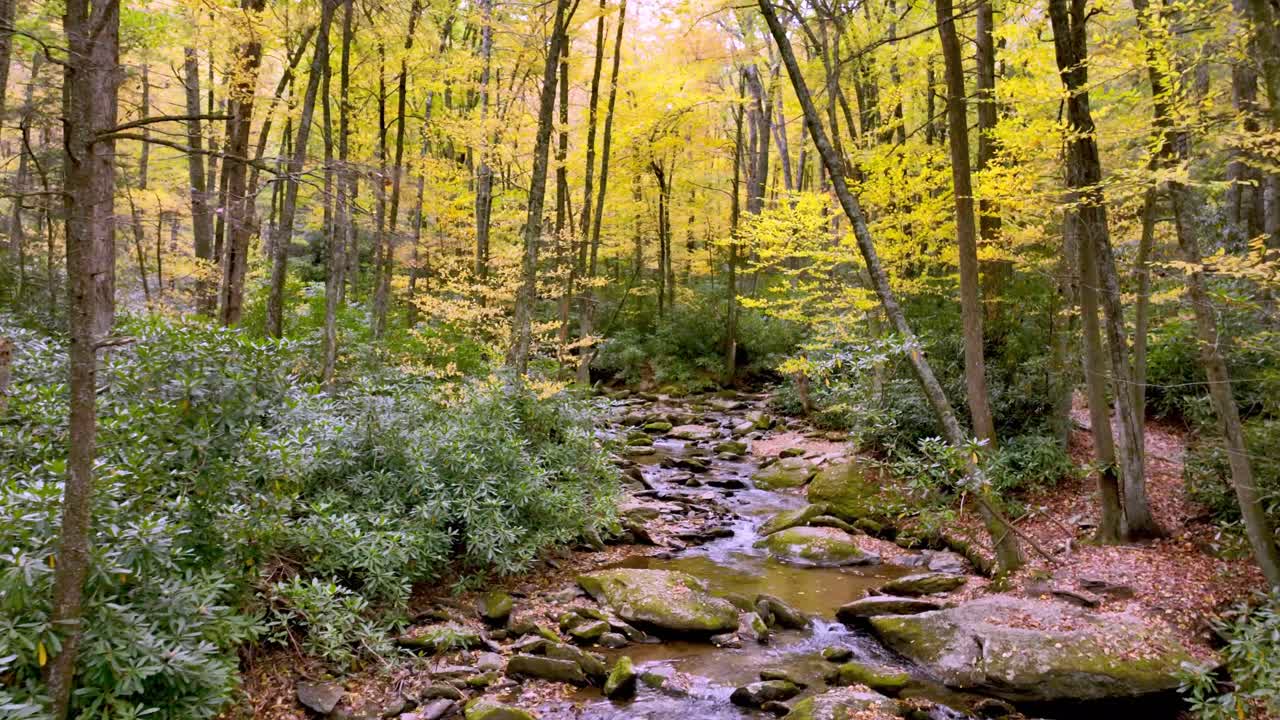 bladkleur langs goshen creek bij boone en blowing rock nc, north carolina in de herfst en herfst