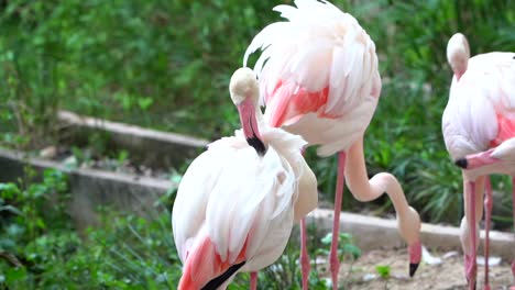 a small group of flamingos preenings their feathers at the zoo in slow motion