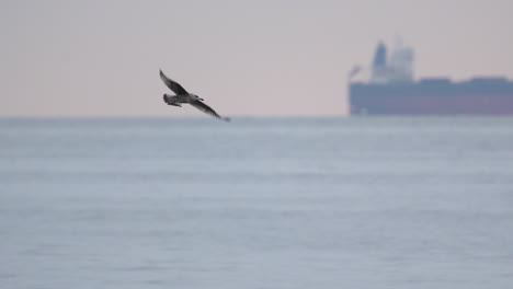 a distant view of the shoreline with blurred buildings, a bird in flight in the foreground