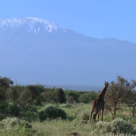 Una-Jirafa-Se-Para-Frente-Al-Monte-Kilimanjaro-En-La-Distancia