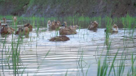 slow motion - the ducks is swimming in the water and making splashes with its wings