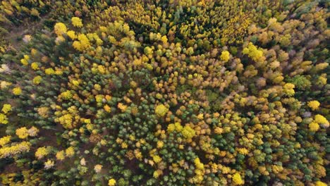 coloridos bosques de letonia en el mes de octubre