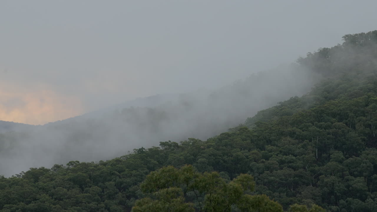 안개가 가득한 산림 풍경