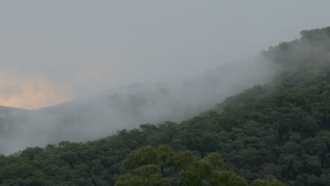 paisaje de bosque de montaña brumoso