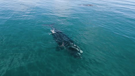 reveling drone shot of a group of whales in a patagonian landscape - aerial shot