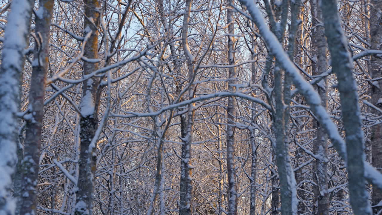 A frosty winter forest glows with golden light, creating a serene and peaceful scene