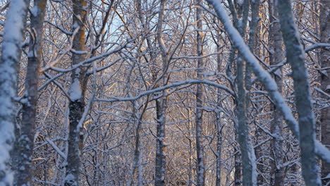 a frosty winter forest glows with golden light, creating a serene and peaceful scene