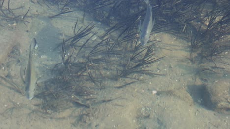 fish swimming through aquatic plants underwater