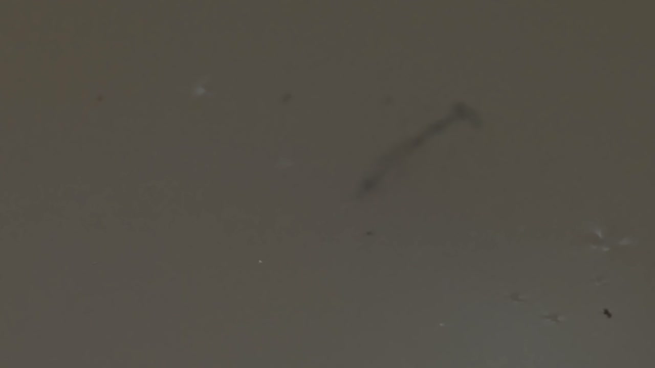 Medium shot of tadpole moving in the water in Tambopata, Madre de Dios Region, Peru, in the peruvian amazon