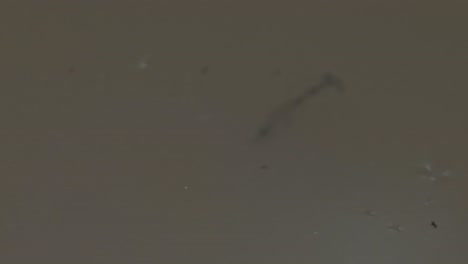 Medium shot of tadpole moving in the water in Tambopata, Madre de Dios Region, Peru, in the peruvian amazon