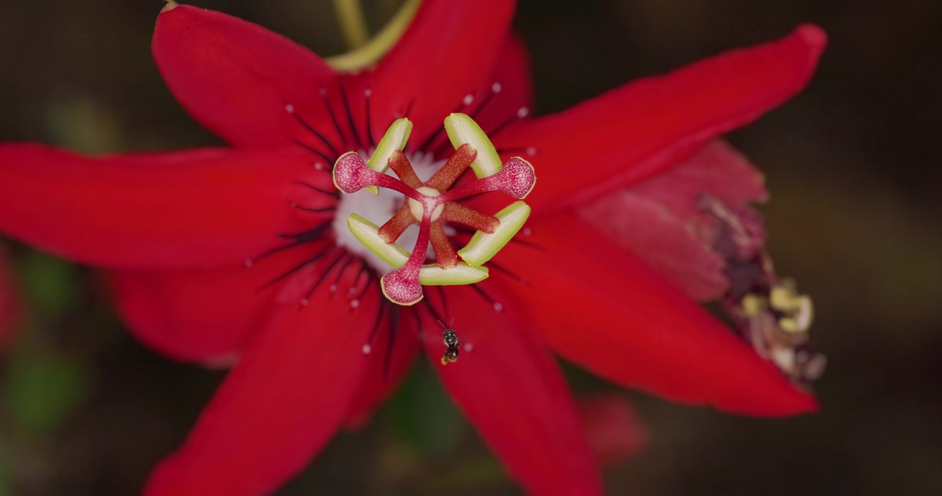 Raro: una minuscola ape senza pungiglione vola e si posa sulle antere di un fiore di passiflora scarlatto; macro in slow motion