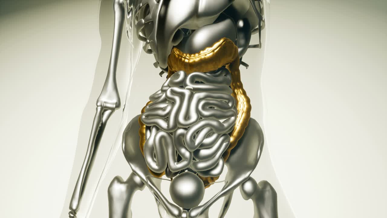 модель толстой кишки человека со всеми органами
