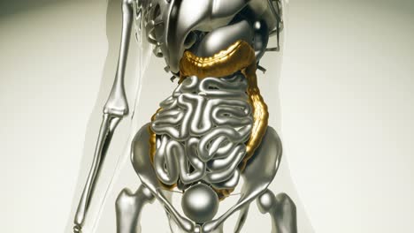 modelo de colon humano con todos los órganos