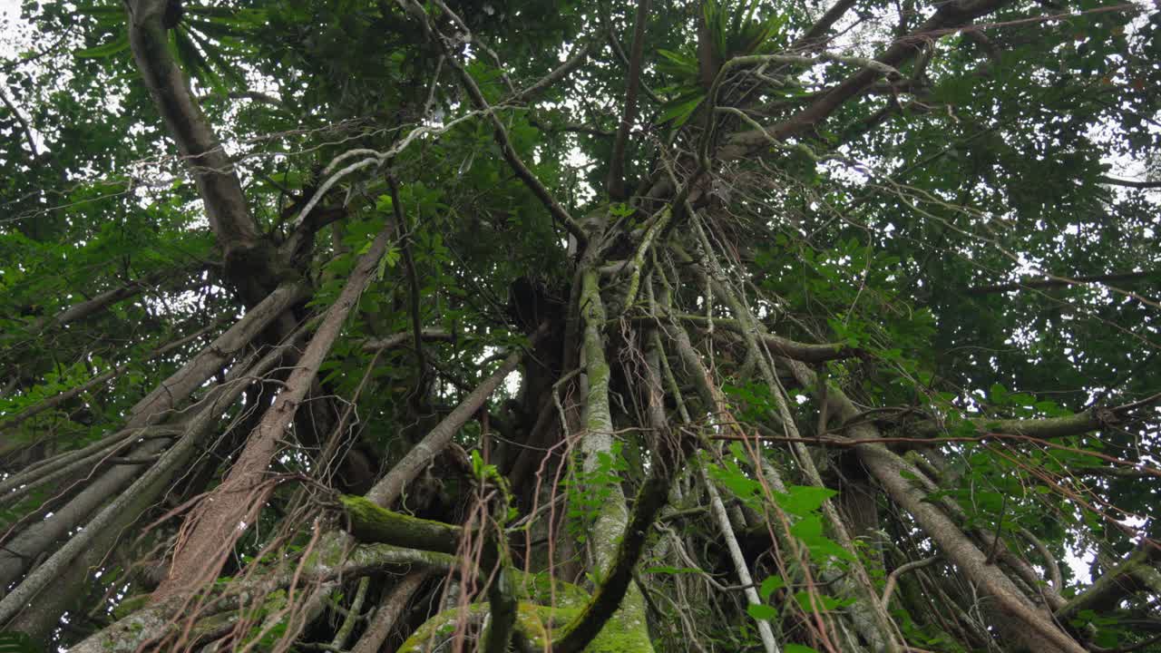 Genus Ficus benghalensis, sprawling elevated roots, banyan tree growth
