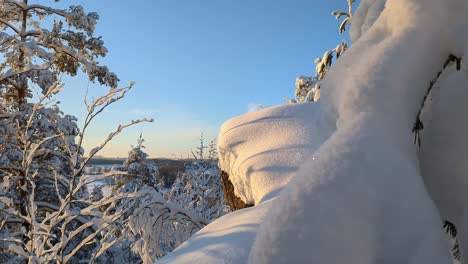 snowy trees in forest, winter landscape, finland