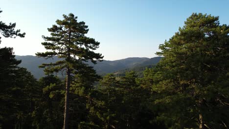 quiet forest of pine trees at twilight, mountain horizon capturing the essence of freedom and serenity