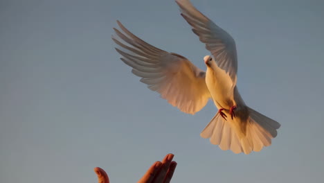woman holding a white dove at sunset