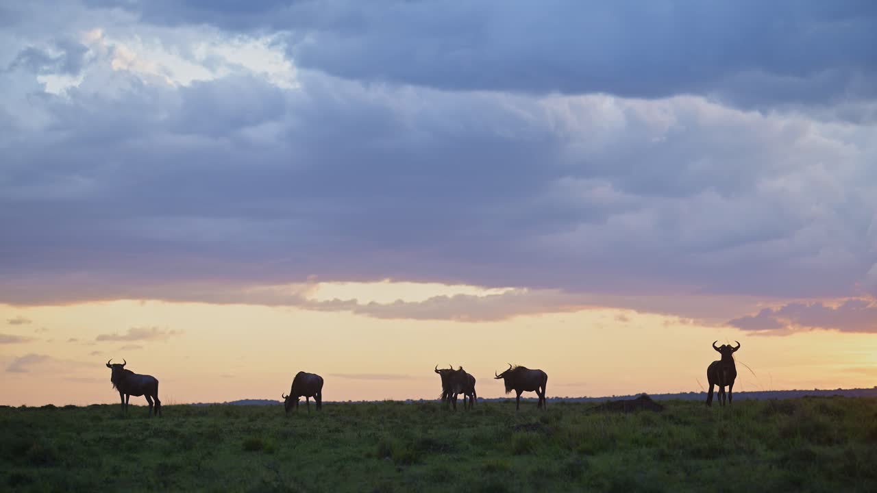 Slow motion av en gnuflock under dramatiska stormmoln under regnperioden, under en stormig orange himmel, den stora migrationen i Afrika från Masai Mara i Kenya till Serengeti i Tanzania