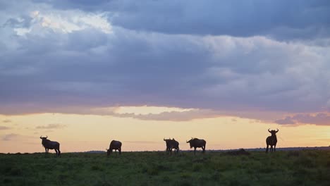 Cámara-Lenta-De-Manada-De-ñus-Bajo-Dramáticas-Nubes-De-Tormenta-En-Temporada-De-Lluvias-Bajo-Un-Cielo-Naranja-Tormentoso,-Gran-Migración-En-África-Desde-Masai-Mara-En-Kenia-Hasta-Serengeti-En-Tanzania