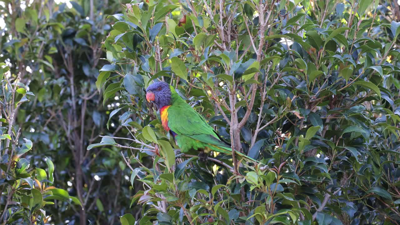 다채로운 무새가 초록색 잎 사이를 서서 날아다니고 있습니다.