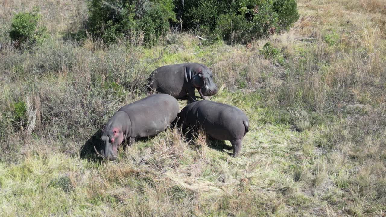 grupo de hipopótamos en el parque nacional de pilanesberg en el noroeste de sudáfrica