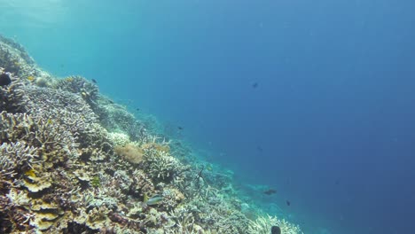 Ein-Flug-über-Ein-Lebendiges-Korallenriff-Voller-Meereslebewesen,-Der-Die-Atemberaubende-Vielfalt-An-Korallen-Und-Fischen-Im-Klaren-Blauen-Wasser-Von-Raja-Ampat-In-Indonesien-Zeigt