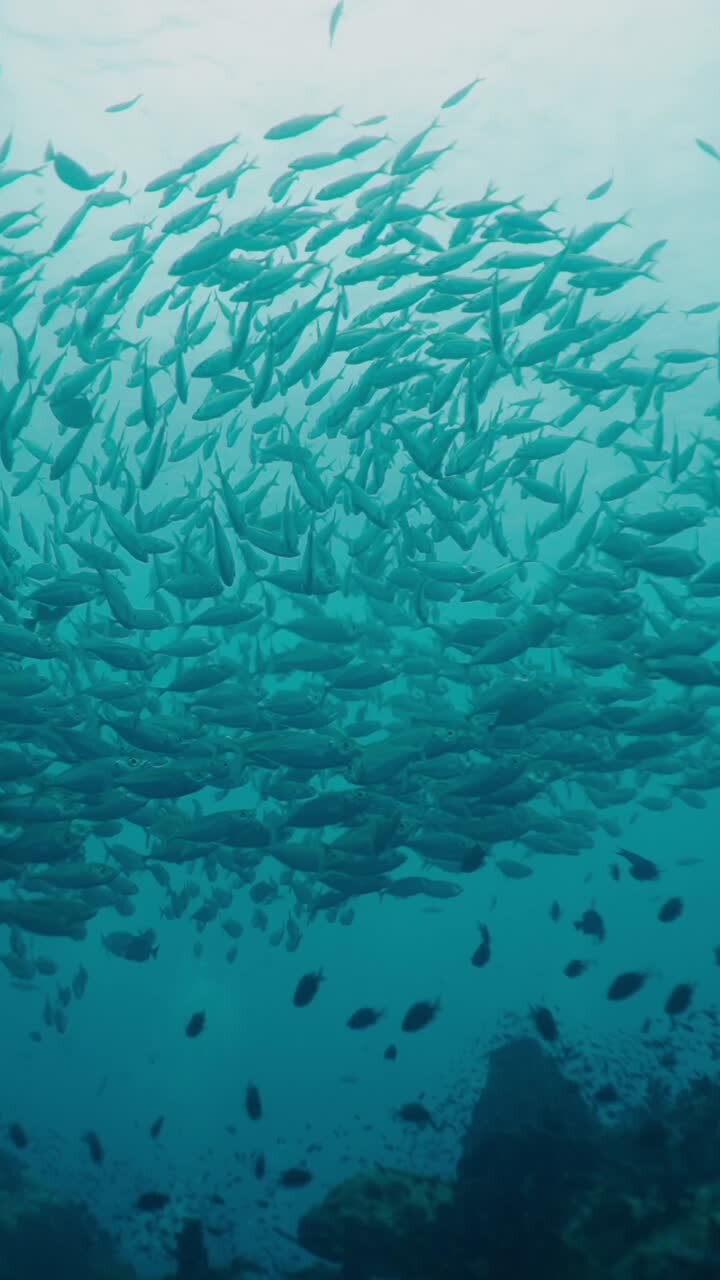 A school of fish swimming underwater