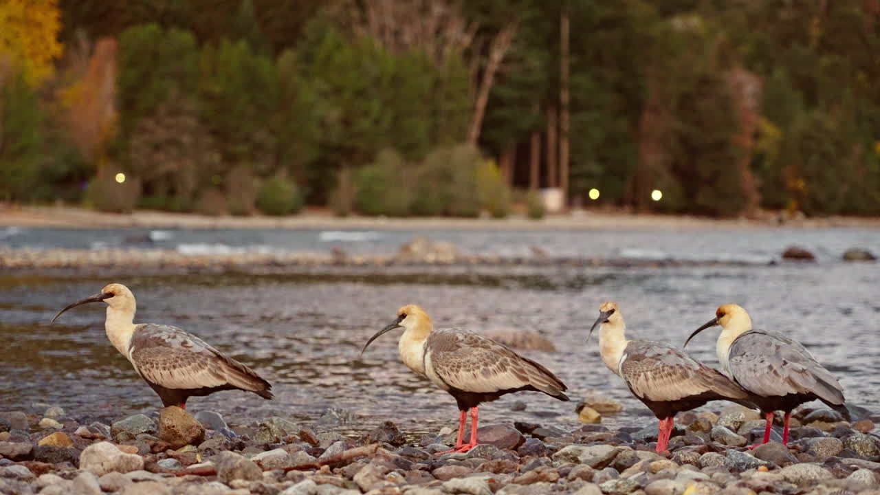 Four Ibises Standing on a Rocky River Shore